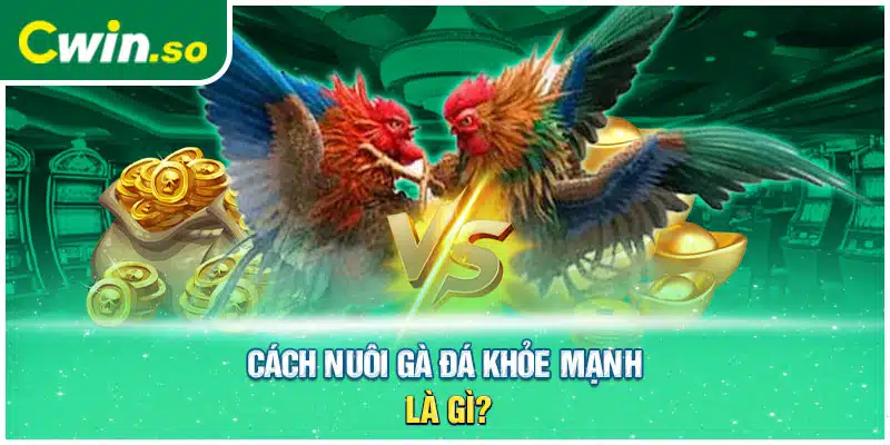 Cách nuôi gà đá khỏe mạnh là gì?