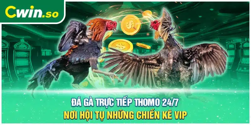 Đá Gà Trực Tiếp Thomo 24/7 - Nơi Hội Tụ Những Chiến Kê Vip