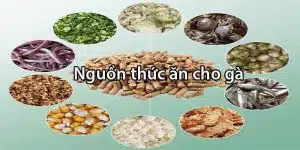 CWIN Hướng Dẫn Chọn Thức Ăn Gà Đá Đầy Đủ Dưỡng Chất 