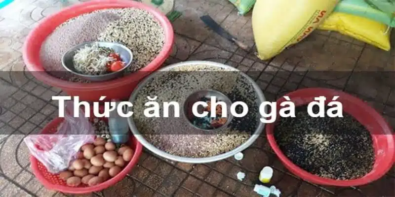 Thức ăn gà đá là gì?